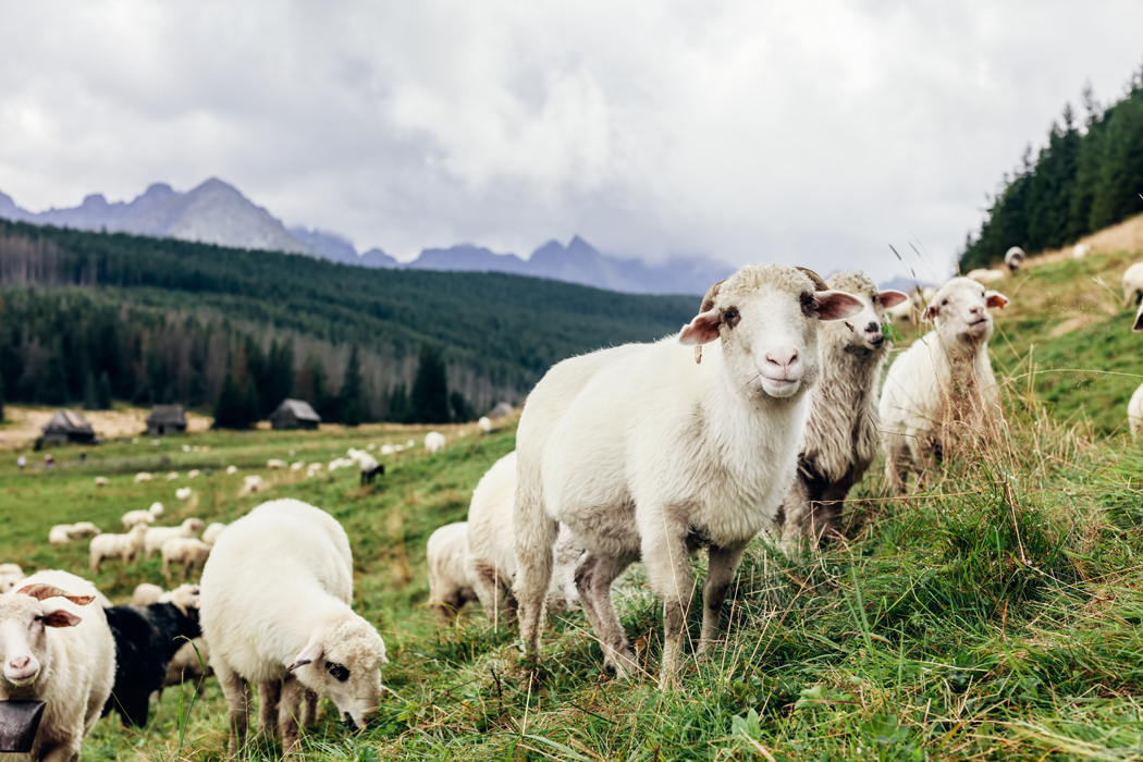 Sheep on pasture